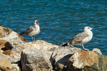 Seagulls resting on the rocks of the dock of the fishing port of San Pedro del Pinatar in Murcia