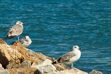 Seagulls resting on the rocks of the dock of the fishing port of San Pedro del Pinatar in Murcia
