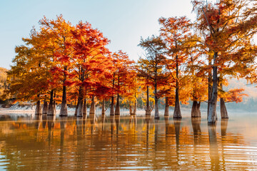 Taxodium with red needles in Sukko, Russia. Autumnal swamp cypresses on lake with reflection.