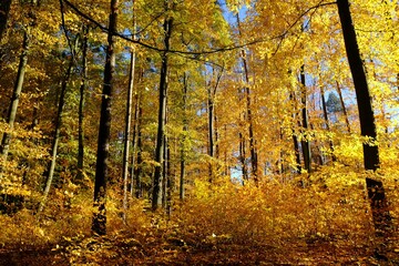 Beautiful golden forest in sunny autumn day - Golden Polish Autumn