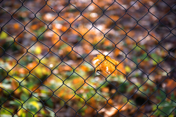 browm maple leaf on the metallic fence in autumn season, autumn leaves and autumn colors