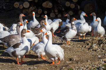 Geese