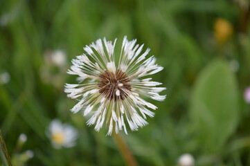 Macro of a dandelion 