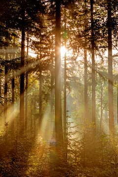 Lichtdurchfluteter Laubwald mit Morgennebel, Lochem, Niederlande, Europa
