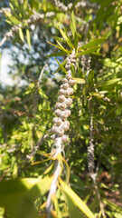 Exotical seeds on a branch