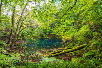青森県　白神山地・沸壺の池