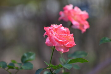 ピンクのバラの花