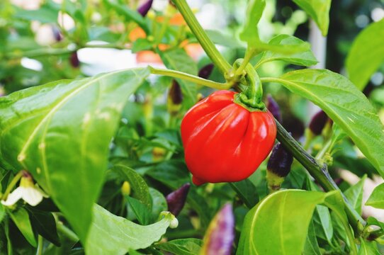 Macro of red chili pepper