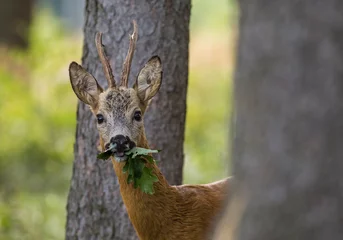 Zelfklevend Fotobehang Roe deer buck (capreolus capreolus) eating oak leaf in the forest. © Karel