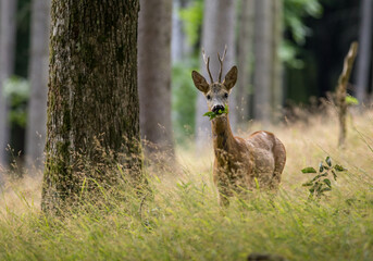 Roe deer buck (capreolus capreolus) eating leaf in grassy forest.