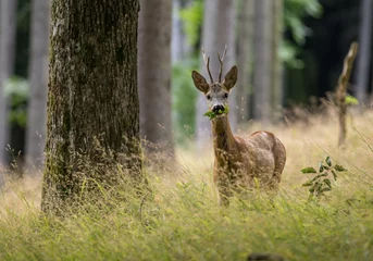 Foto auf Leinwand Roe deer buck (capreolus capreolus) eating leaf in grassy forest. © Karel