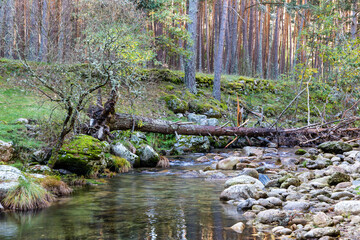 Lozoya river, with the colors of autumn, as it passes through the Sierra de Guadarrama in the province of Madrid