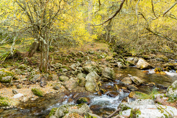 Lozoya river, with the colors of autumn, as it passes through the Sierra de Guadarrama in the province of Madrid