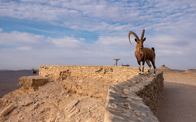 Male Nubian ibex standing on the edge of the world's largest erosion crater, known as the Makhtesh...