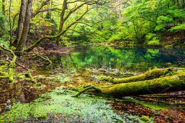 青森県　白神山地・沸壺の池