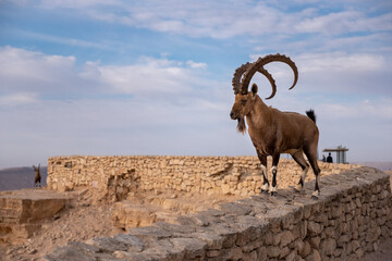 Obraz premium Male Nubian ibex standing on the edge of the world's largest erosion crater, known as the Makhtesh Ramon, in the settlement Mitzpe Ramon, Negev Desert, Israel.