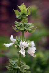Basil plant with flower growing in an orchard, macro close up