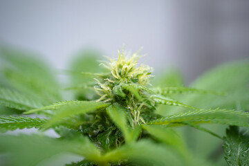 chanvre, cannabis, marijuana,
