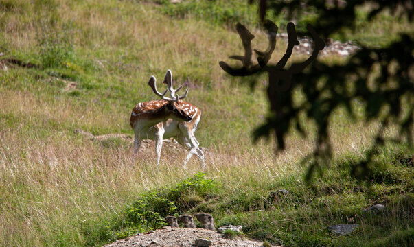 Un cerf et une famille marmotte en libert&eacute;