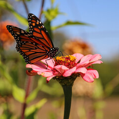 monarch butterfly on flower