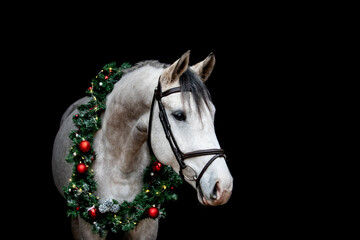Gray horse with christmas wreath isolated on black - obrazy, fototapety, plakaty