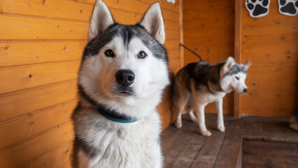 Husky. Closeup portrait of the head of a dog of the Husky breed on a background of wooden wall.