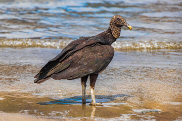Tropical Black Vulture on Botafogo Beach Rio de Janeiro Brazil.