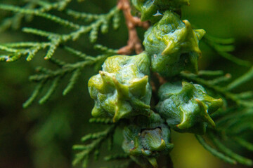 Fototapeta na wymiar fir buds closeup green coniferous