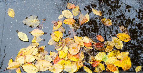 reflection of tree branches in a puddle on asphalt covered with yellow autumn leaves