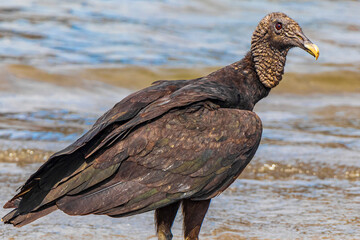 Tropical Black Vulture on Botafogo Beach Rio de Janeiro Brazil.