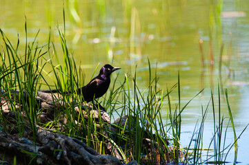 Common Grackle (Quiscalus quiscula) male