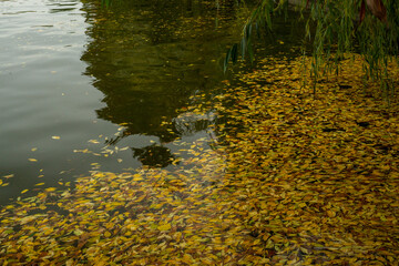 dried leaves float in the water