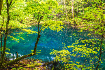 青森県　白神山地・沸壺の池