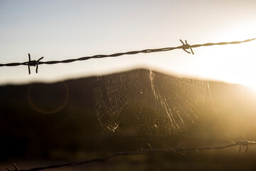 cobweb