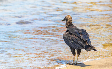 Tropical Black Vulture on Botafogo Beach Rio de Janeiro Brazil.