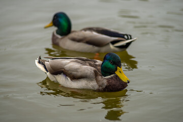 two ducks swiming on the river