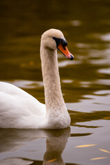white swan on the lake park