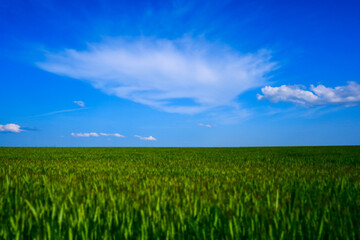 Fototapeta premium Green rye grows against the blue sky.
