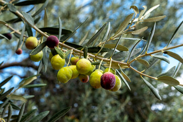 The olive grains on the branch