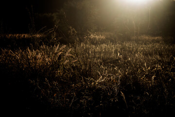 sunset over the field