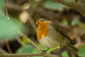 Rouge gorge en gros plan 