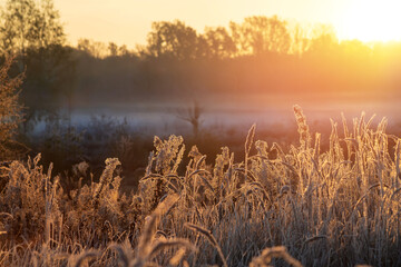 Dry grass in freeze at sunrise on the autumn or winter morning.