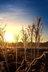 Fototapeta premium Dry grass in freeze at sunrise on the autumn or winter morning.