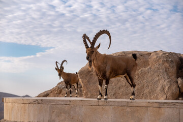 Male Nubian ibexes standing on the edge of the world's largest erosion crater, known as the Makhtesh Ramon, in the settlement Mitzpe Ramon, Negev Desert, Israel.