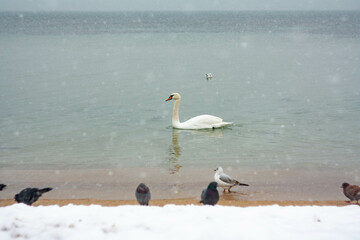 swans on the lake in winter