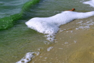 White foam of green lake water during flowering on sandy shore. Focus in the center of image