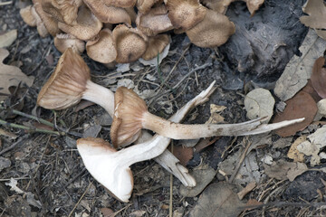 Armillaria tabescens Ringless honey mushroom light brown mushroom pink blades cuticle with scales growing in a large group on a semi-rotten trunk