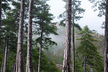 Pine forest landscape, natural background