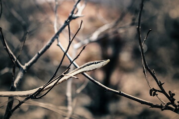 vine snake