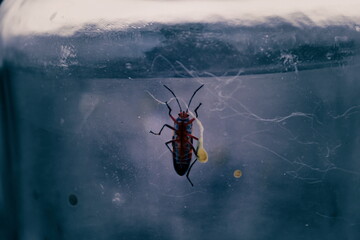 insect inside a glass jar - Powered by Adobe